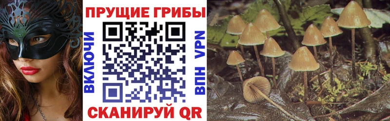 omg ТОР  Ростов-на-Дону  Псилоцибиновые грибы ЛСД 